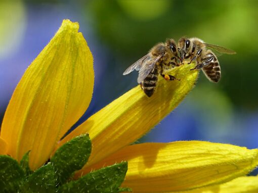 Unsere Bienenvölker